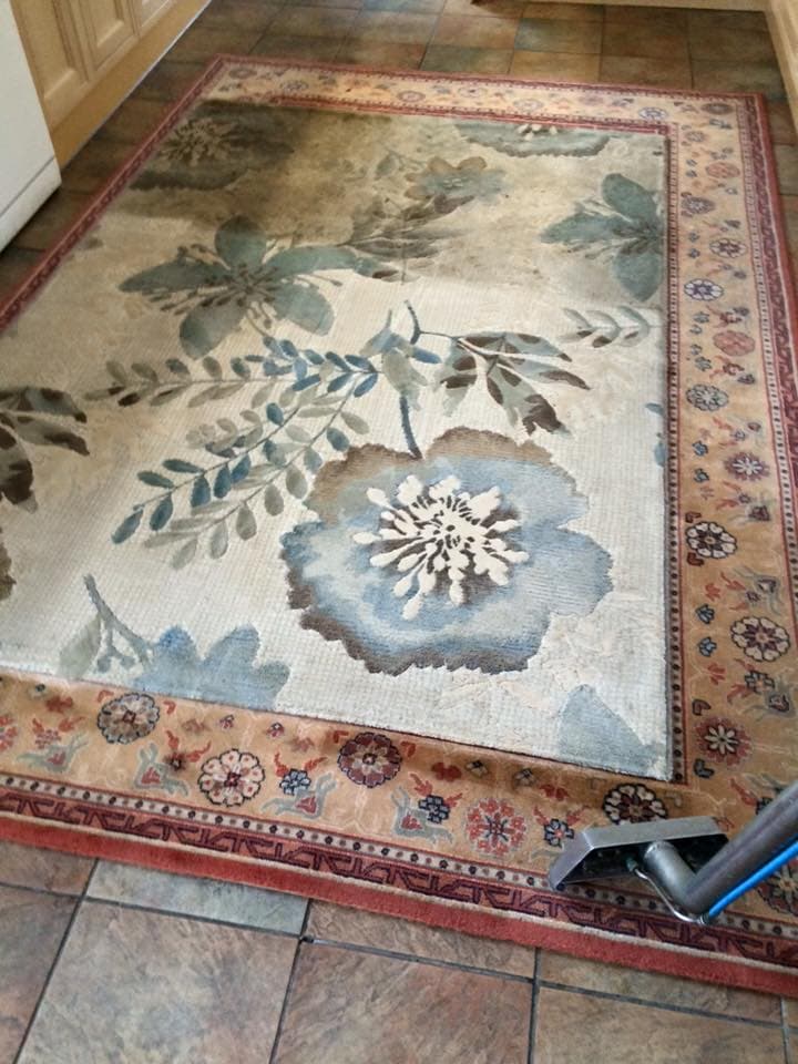 Domestic carpet in a living room being cleaned with hot-water extraction equipment